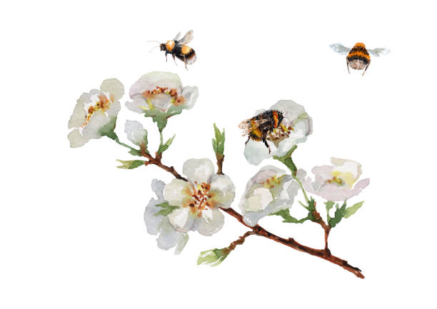 istock Blooming cherry branch with delicate flowers, buds, green leaves, flying bees and bumblebee. Hand drawn watercolor on white background. 1322547774