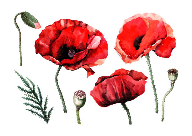 150+ Opium Poppy Field Stock Illustrations, Royalty-Free Vector ...