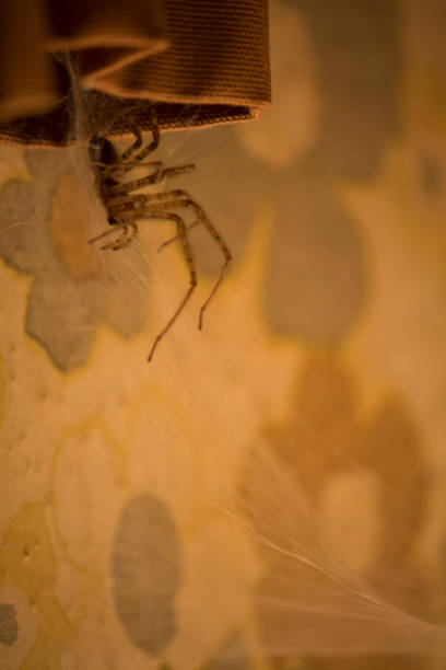 istock Amazing Wild Spider comes out from the curtain 1322548894
