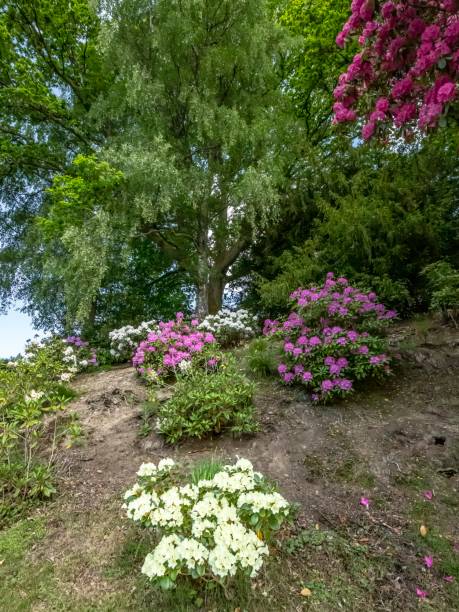 istock Bright Coloured Garden Flowers. 1322549930