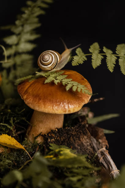 istock Cute snail with striped shell crawls around big boletus mushroom growing through moss and fallen leaves in the forest 1322550123