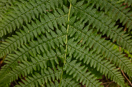 Fresh fern leaves in forest.