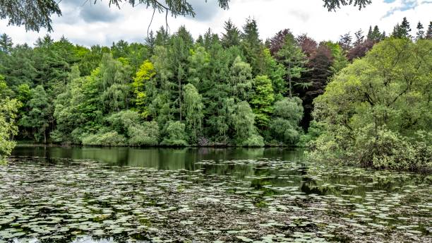 istock Pink Rhododendron Bush Across The Lake. 1322552793