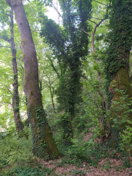 istock nature forest trees fountain ivy and path 1322553753
