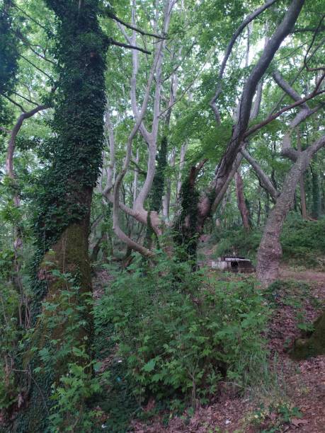 nature forest trees fountain ivy and path