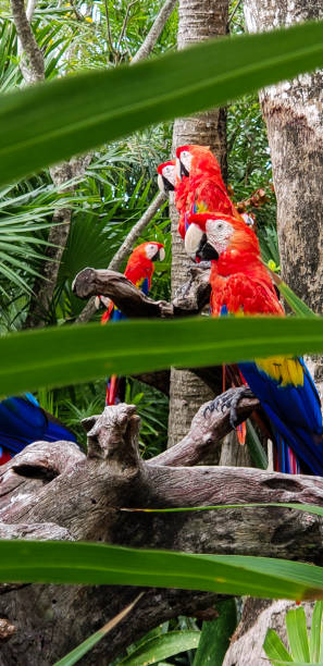 istock Macaws in mangroves of Mexico 1322554281