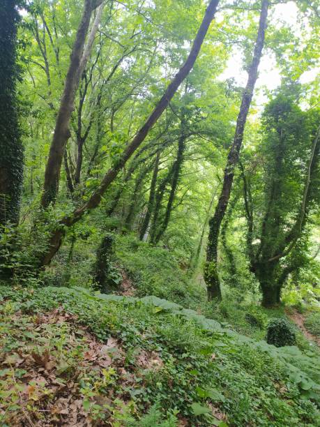 istock nature forest trees fountain ivy and path 1322554341