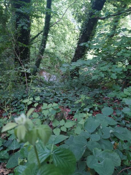 istock nature forest trees fountain ivy and path 1322554872