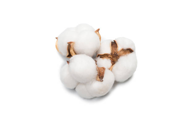 istock Cotton flower branch isolated on white background. 1322556331