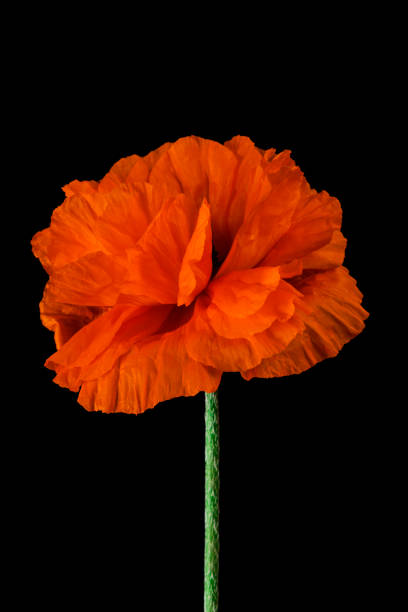 istock Orange Breadseed Poppy (Papaver Somniferum) Flower 1322556723