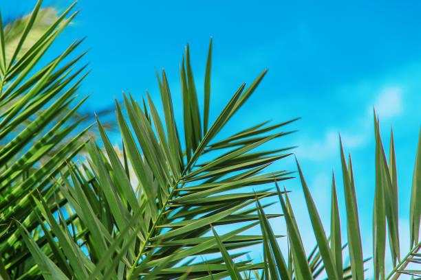 istock Palm trees leaves on a background of the sky. Selective focus. 1322556776