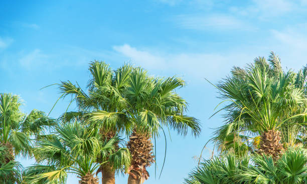 istock Palm trees leaves on a background of the sky. Selective focus. 1322556778