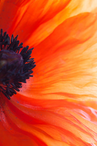 Close up of a orange Breadseed poppy (Papaver somniferum) flower.