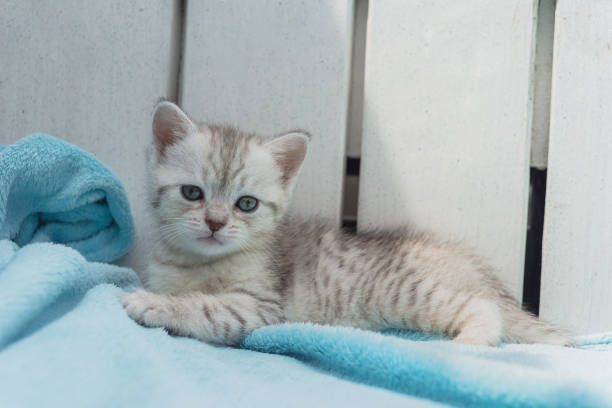 istock Gray striped kitten on a light blue background 1322556983