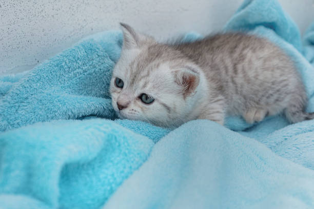 istock Gray striped kitten on a light blue background 1322556989