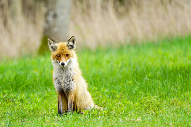 istock a young brown fox is sitting in the green grass 1322557050