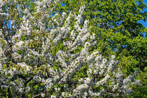 cherry blossoms, wonderful cherry blossoms\nspring cherry tree\nwhite flowering fruit tree