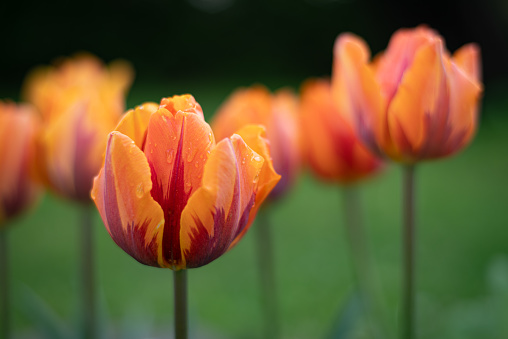 Closeup of wilted orange tulips in the spring sun. The photo was taken in a Dutch park on a sunny day in springtime.