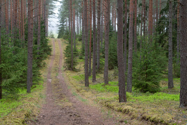 istock road in the woods 1322557214