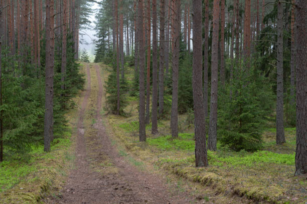 istock road in the woods 1322557249