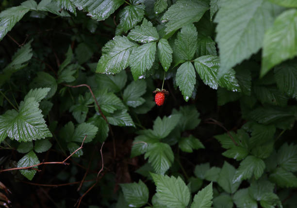 Rubus spectabilis.\n\nOne red salmonberry with lush green foliage in southwestern British Columbia. Damp morning in springtime.