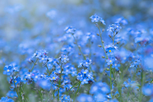 istock Spring nature background with blue forget-me-not flowers 1322559376