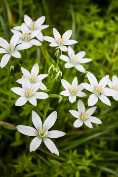 istock Ornithogalum flowers closeup (Star of Bethlehem) 1322559767