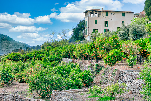 Orange cultivation with stone walls near the idyllic mountain village of Fornalutx in the Serra de Tramuntana in the northwest of Mallorca