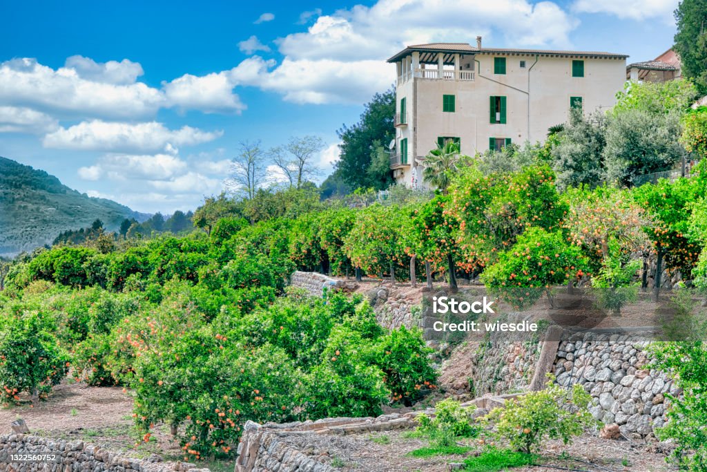 Orange cultivation with stone walls near the idyllic mountain village of Fornalutx in the Serra de Tramuntana in the northwest of Mallorca Built Structure Stock Photo