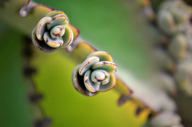 istock The succulent mousse Kalanchoe Laetivirens 1322561028