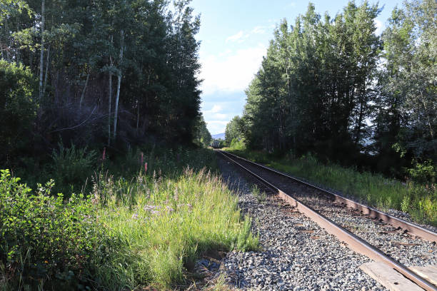 istock A lonely train track disappears into a wooded stretch 1322561284