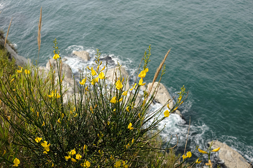 View from above from a cliff on the coast of the Atlantic Ocean near the city of Nazare in Portugal. Yellow wildflowers in the foreground.