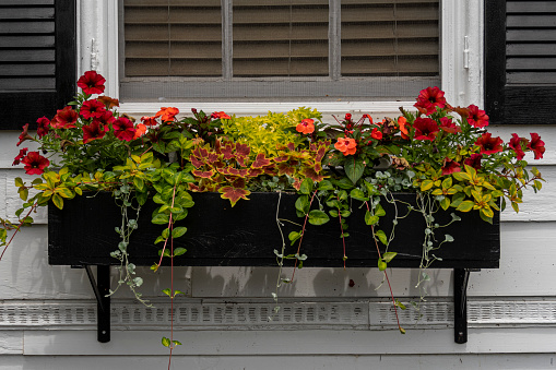 A black window flower box holds a variety of flowers in the late spring in Maryland.