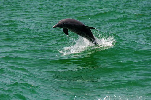 dolphin in the Mediterranean Sea, photo taken from a boat in September 2023