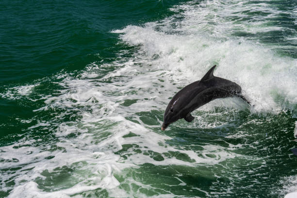 Jumping wild speedy bottlenose dolphin.  Swimming animal at white background (no isolated ).