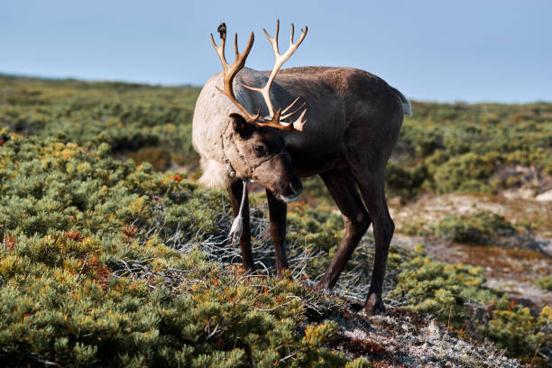istock Reindeer standing among vegetation in tundra in summer 1322564355