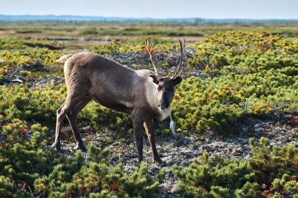 Reindeer standing among vegetation in tundra in summer, Sakhalin island, Russia