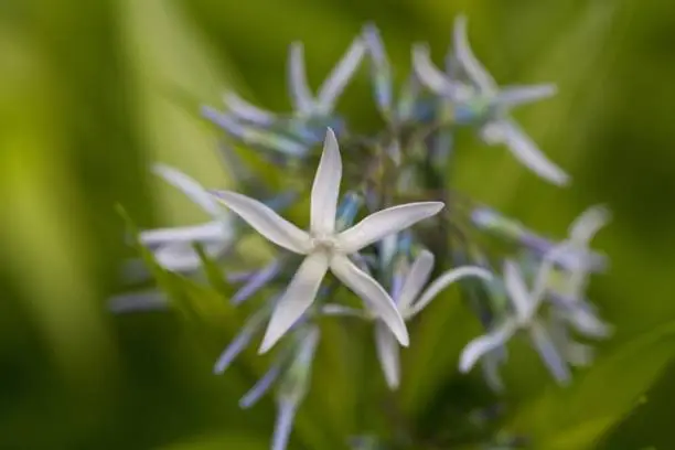 Macro photo of a bluestar flower, Amsonia ciliata