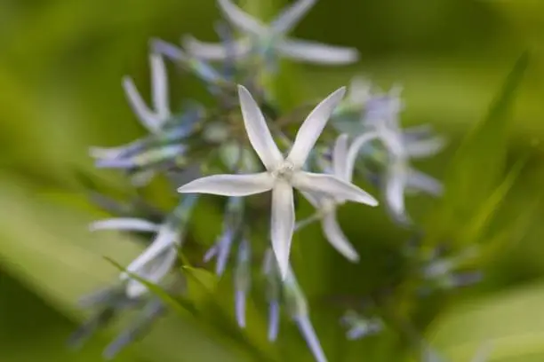 Macro photo of a bluestar flower, Amsonia ciliata