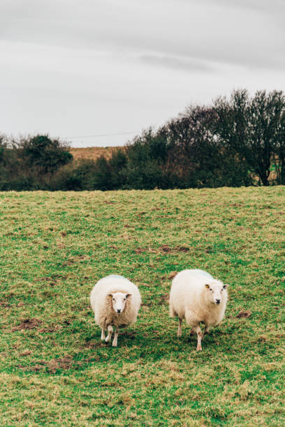 녹색 초원에 양의 큰 그룹 - sheep grazing vertical photography 뉴스 사진 이미지
