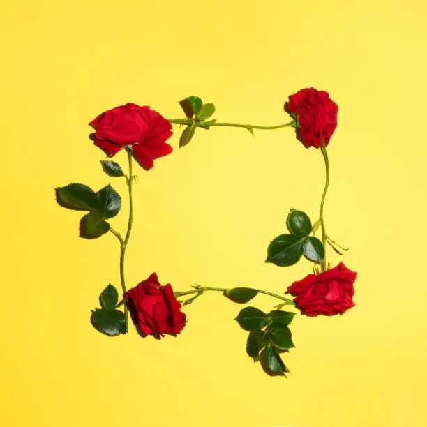 Photo of Natural spring red roses on yellow background.