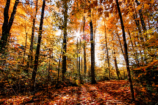 A fall scene in the woods of Maine with a sunburst and shadows.