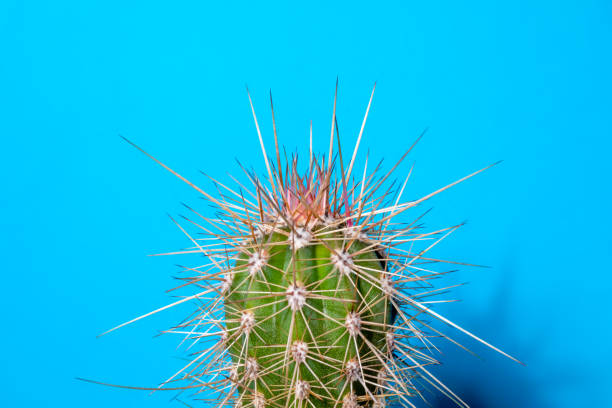 istock Part small Stetsonia coryne cactus with long spines on blue background 1322568323