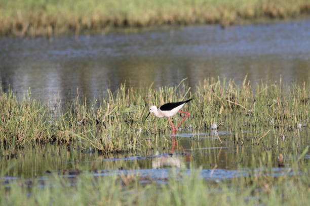 eine schwarz geflügelte stelze läuft im frühjahr auf einer wiese durch das wasser - gattung kasarkas stock-fotos und bilder