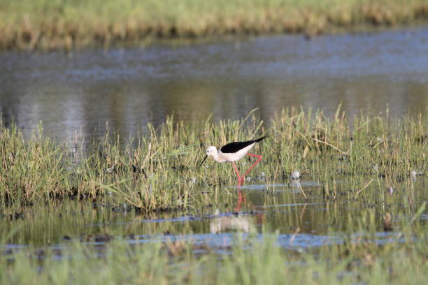 a black winged stilt is walking in a meadow through the water in spring a beautiful common stilt is walking with its long red legs through the water in a natural meadow in springtime avocet stock pictures, royalty-free photos & images