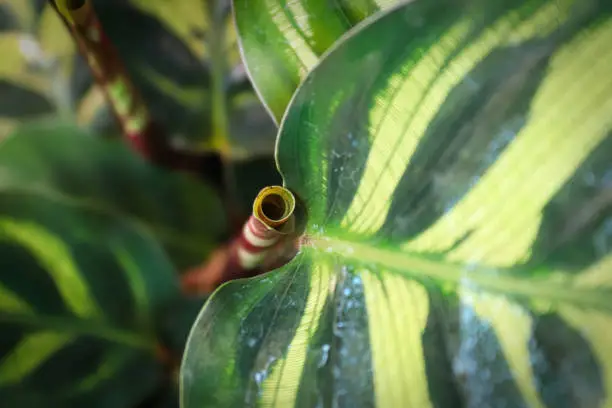 Photo of The curled up new leaf on a Calathea plant