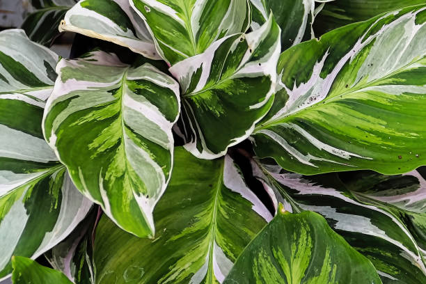 istock Bicolor leaves on the peacock calathea plant 1322569363