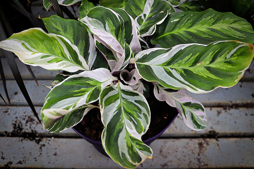 Bicolor leaves on the peacock calathea plant.