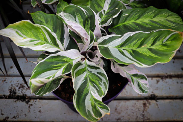 Bicolor leaves on the peacock calathea plant Bicolor leaves on the peacock calathea plant. calathea stock pictures, royalty-free photos & images