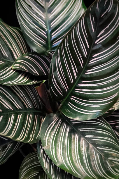 Macro view of the leaves on a pinstripe calathea plant Macro view of the leaves on a pinstripe calathea plant. calathea photos stock pictures, royalty-free photos & images